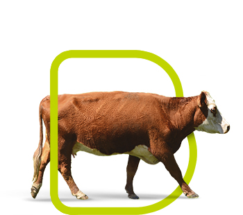 fondo-bovinos-carne