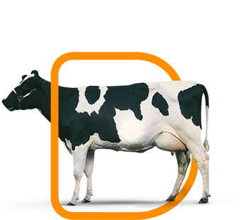 Bioter Bovinos Leche